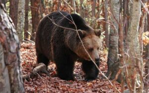 APM Covasna: plăți de peste 104.000 de lei pentru pagubele create de urși
